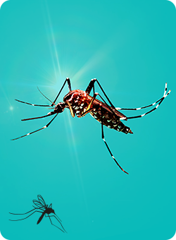 O que você precisa saber sobre a dengue