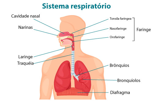 Sistema respiratório humano: diagrama com identificação das principais vias aéreas e dos pulmões. Ilustração esquemática do sistema respiratório humano com rótulos em português para cavidade nasal, faringe, laringe, traqueia, brônquios, bronquíolos e diafragma.